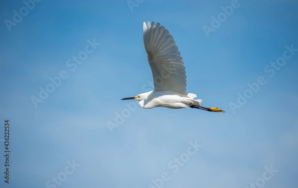 Fototapeta A photo of a Snowy Egret flying by at a florida nature and wildlife preserve, in Tampa.