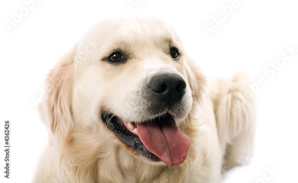 Fototapeta The gold retriever posing in studio.