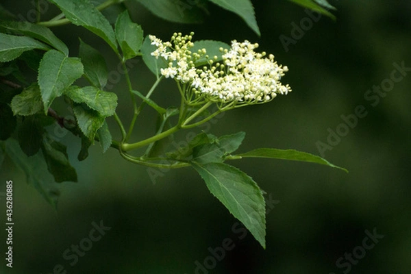 Fototapeta white elderberry flowers among green leaves