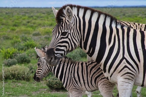 Fototapeta Zebras in Etosha National Park in Namibia