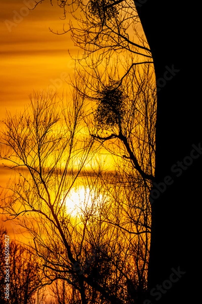 Fototapeta silhouette of tree in sunset