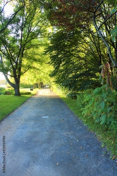 Fototapeta footpath in the park