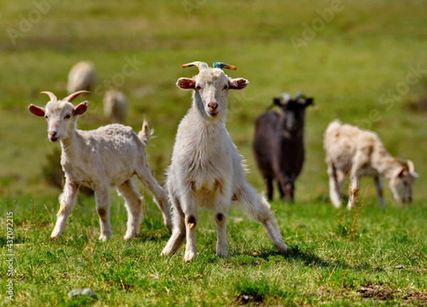 Fototapeta Russia. South of Western Siberia. Gorny Altai. A small flock of domestic goats graze in the mountain valleys of the Katun River.