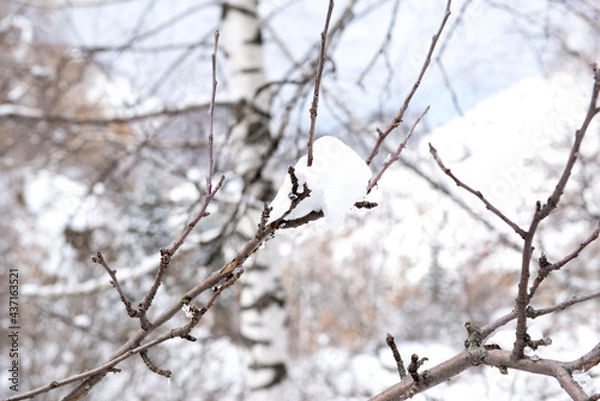 Fototapeta beautiful tree branches in the snow on the eve of spring