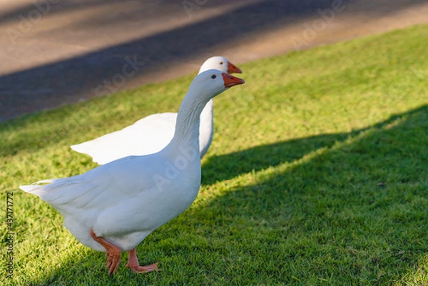 Fototapeta White geese walking on a green grass