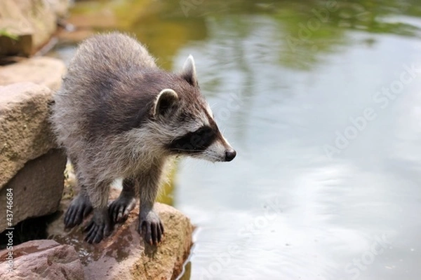 Fototapeta Junger Waschbär am Wasser