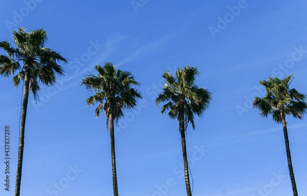 Fototapeta Big tall palm trees against blue sky background. Nature photography in a summer day.