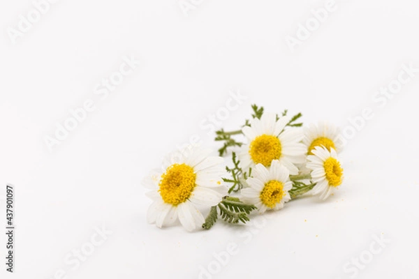 Fototapeta chamomile or daisies with leaves isolated on white background. Top view. Flat lay