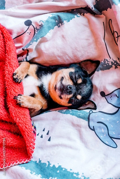 Fototapeta funny chihuahua dog sleeping on a pillow in bed