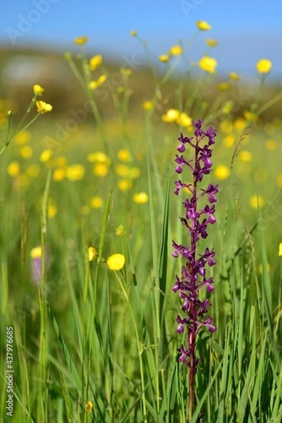 Fototapeta Jersey Orchid, U.K. Spring marsh wildflowers.