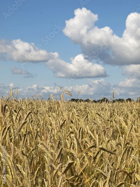 Fototapeta Roggenfeld - Sommertag