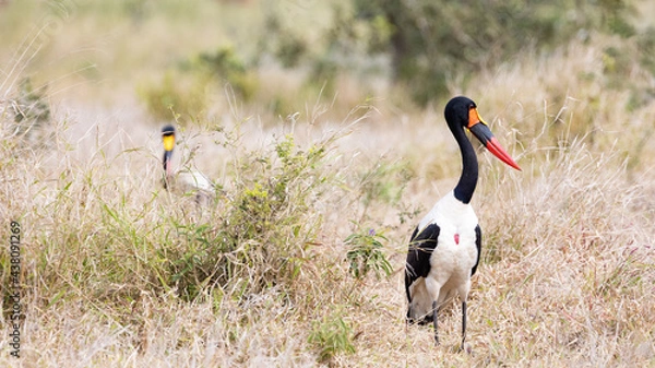 Fototapeta a pair of saddle billed storks