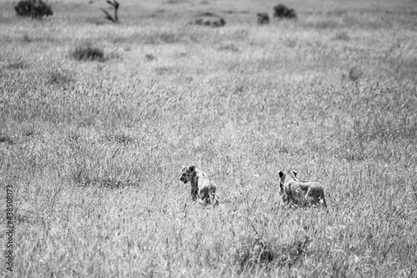 Fototapeta Maasai Mara National Park Safari Tour