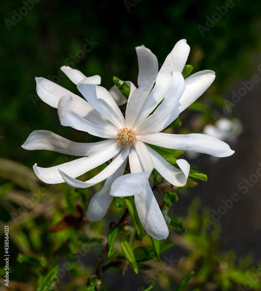 Fototapeta Blooming tree with white flowers