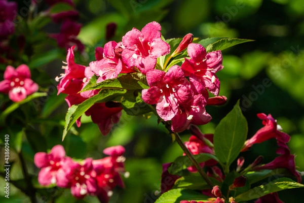 Fototapeta Blooming Weigela Bristol Ruby bush. Branch with pink flowers and bright green leaves on blurred background. Selective focus. Close-up. Ornamental garden. Floral landscape. There is room for text.