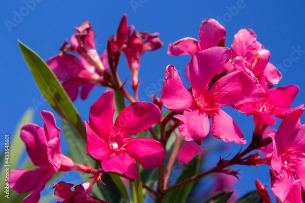 Fototapeta pink flowers(Nerium oleander )  against sky