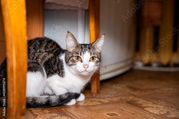 Fototapeta Adorable cat on the floor under the chair.