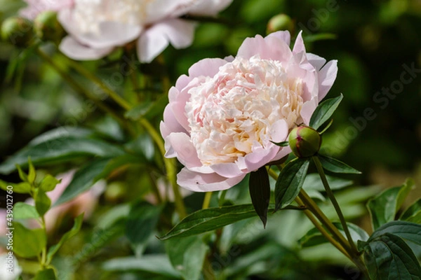 Fototapeta Pink flowers peony flowering in the summer flower garden of pink peonies.