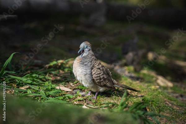 Fototapeta Sleepy Bird