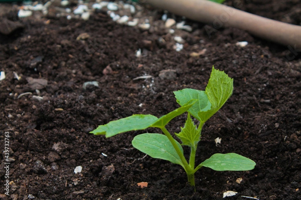 Fototapeta Zucchini seedlings in the ground, brown ground, gardening. Plant, earth