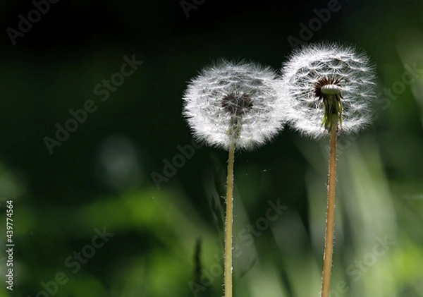 Fototapeta Dandelion seeds are ready to fly