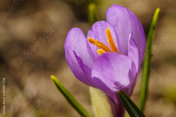 Fototapeta Crocus.