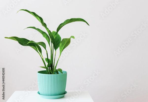 Fototapeta Indoor plant Spathiphyllum in a blue patterned flowerpot stands on a white pedestal against a wall background