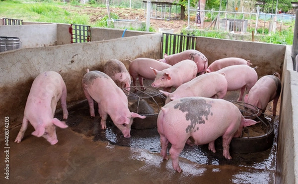 Fototapeta Pig farm in swine business in tidy and clean indoor housing farm, with pig mother feeding piglet