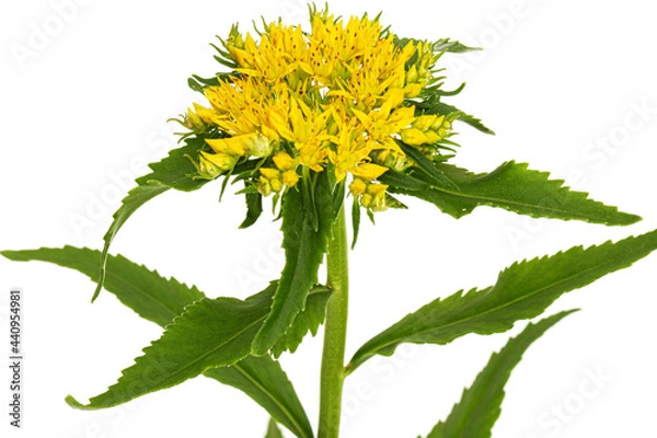 Fototapeta Inflorescence of yellow rhodiola rosea flowers, isolated on white background