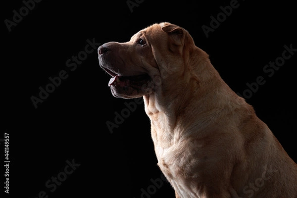 Fototapeta Shar Pei on black background. The dog smiles, funny face