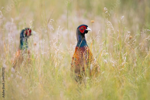 Fototapeta Pair of common pheasant, phasianus colchicus, hiding in long grass in summer. Two male ring-necked birds looking on field. Feathered animals watching on meadow.