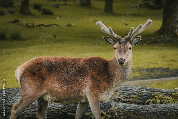 Fototapeta A deer wandering through a field in Tatton Hall.