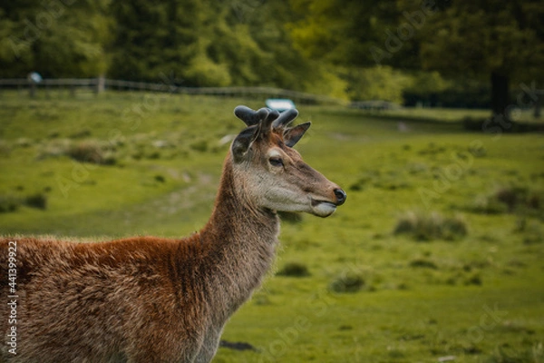 Fototapeta Deer wandering through a field in Tatton Hall.