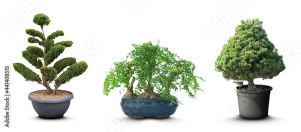 Fototapeta Set with different beautiful bonsai trees on white background. Banner design