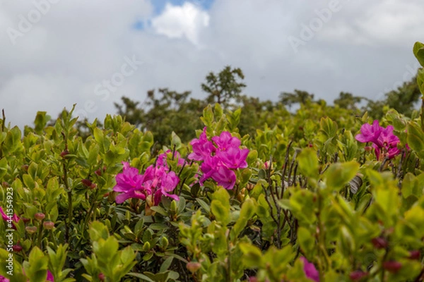 Fototapeta blueberry flowers high in the mountains