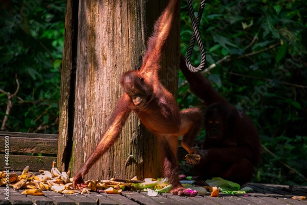 Fototapeta Sanctuary, animals, orangutans, foraging