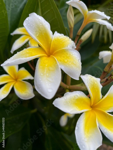 Fototapeta Tropical plumeria closeup: yellow and white