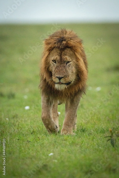 Fototapeta Male lion walks toward camera over grass