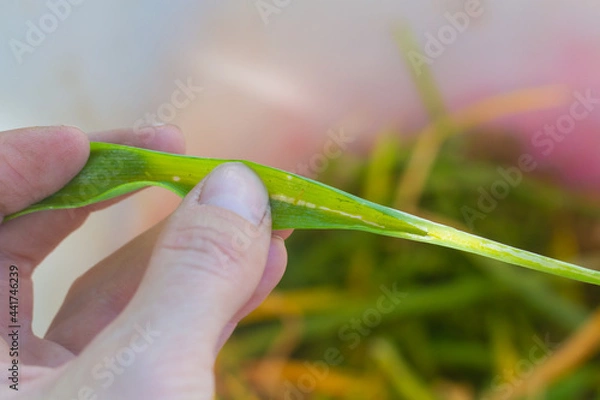 Fototapeta Green onions are affected by the pest onion fly, yellow onion leaves are collected in the hand