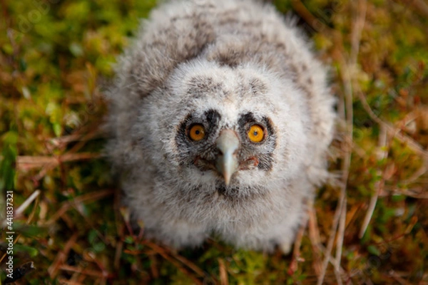 Fototapeta Long-eared owl chicks flew out of the nest.