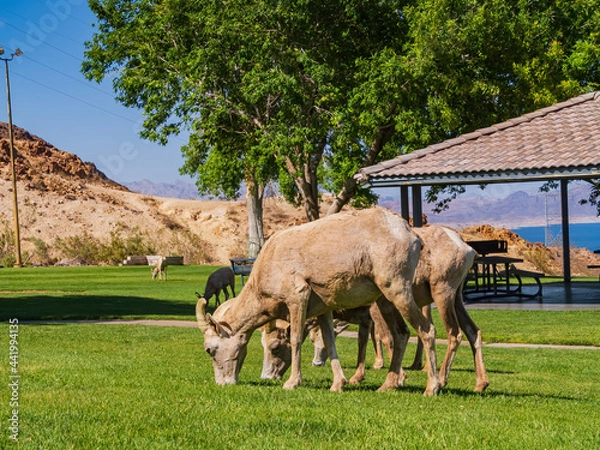 Fototapeta Many big horn sheep at Hemenway Park