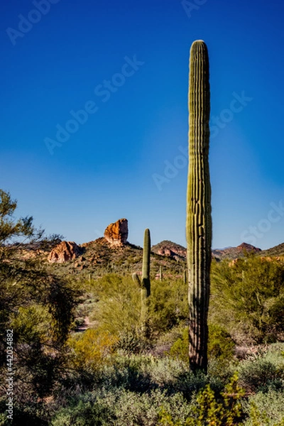 Fototapeta ocotillo in the desert