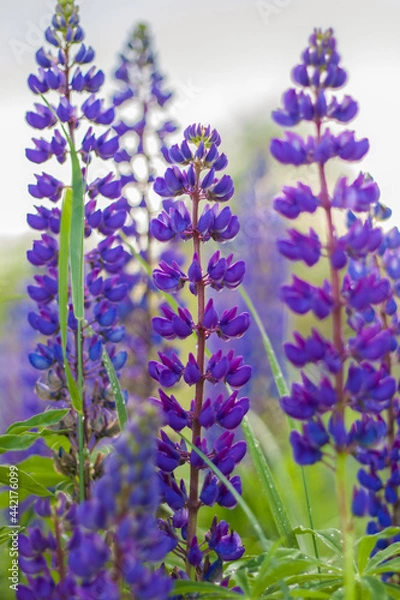 Fototapeta Purple wild lupin Lupinus polyphyllus blooms in a meadow. A field with wild purple flowers.