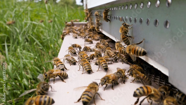 Fototapeta Abeilles sur le plateau de ruche