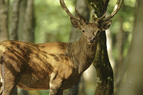 Fototapeta cerf