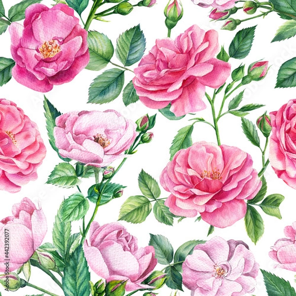 Fototapeta Pink roses. Floral background, seamless patterns, watercolor painting flowers 