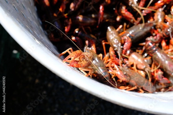 Fototapeta Crawfish Pot and Boil on a Sunny Day