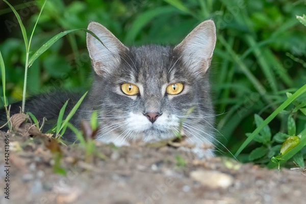 Fototapeta Stray Cat Staring At Observer