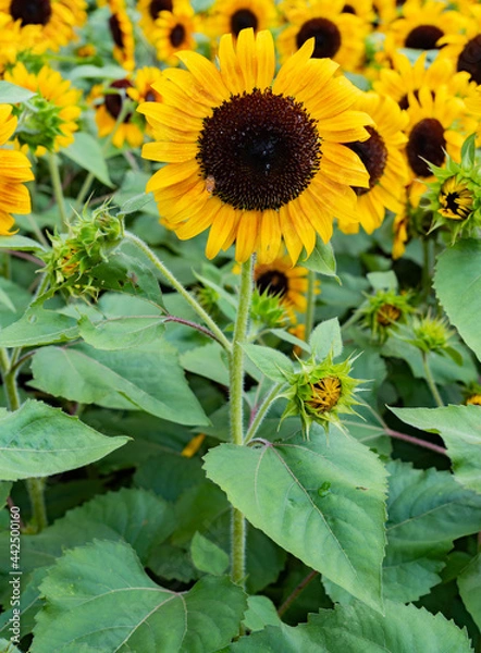 Fototapeta sunflower in the field