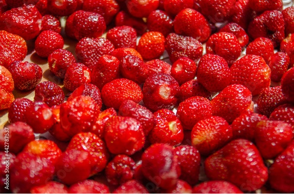 Fototapeta Freshly picked large strawberries. Growing berries in the garden, harvesting.